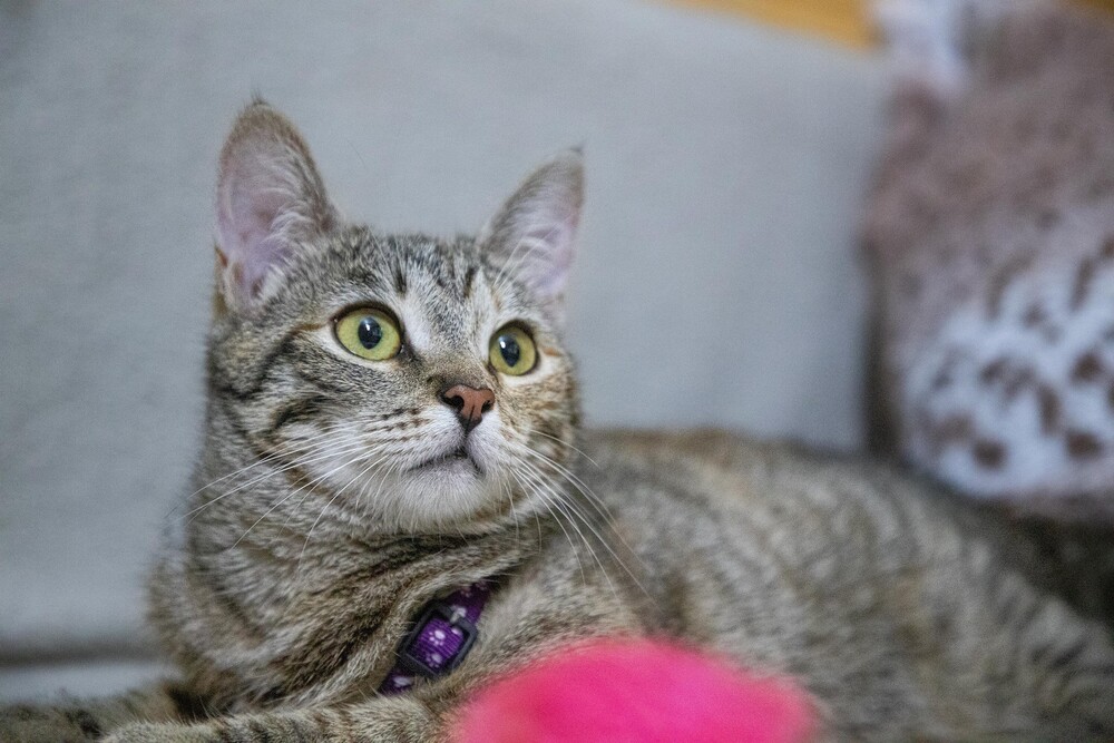 Лиза