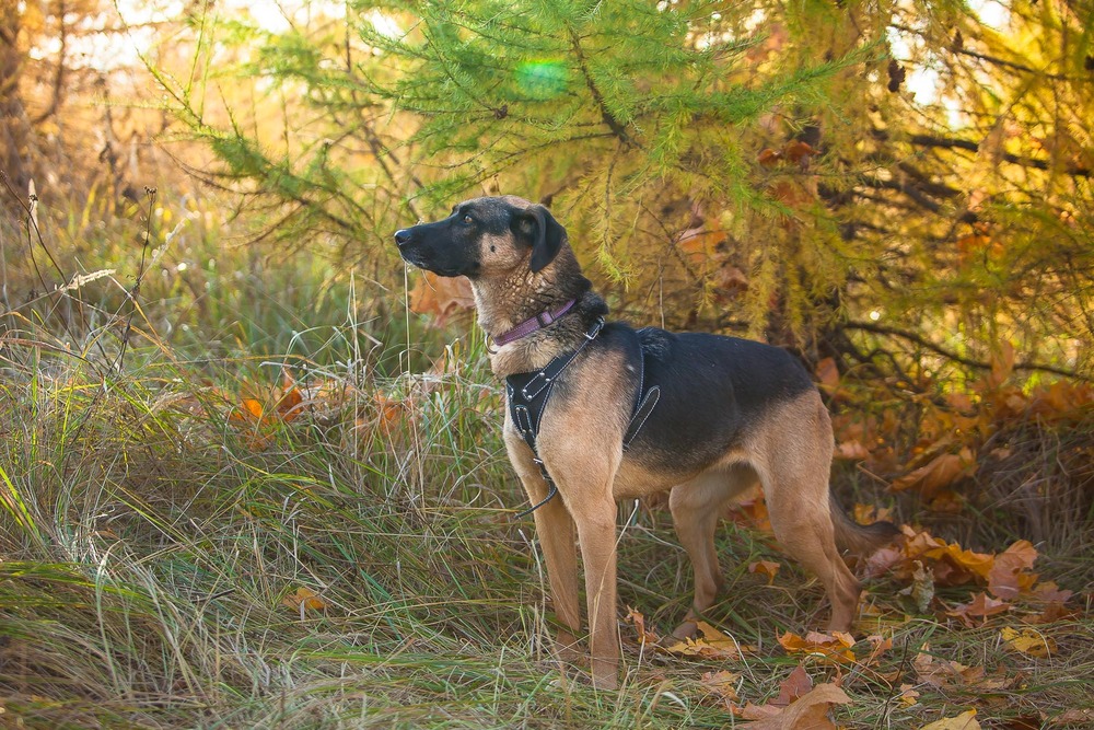 Марго