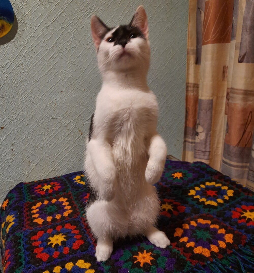Робин