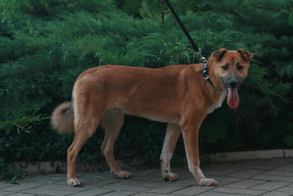 Викс