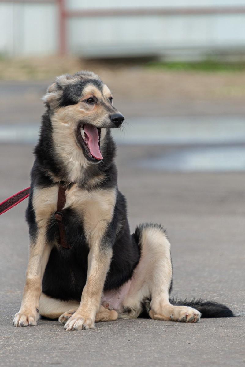 Ярик