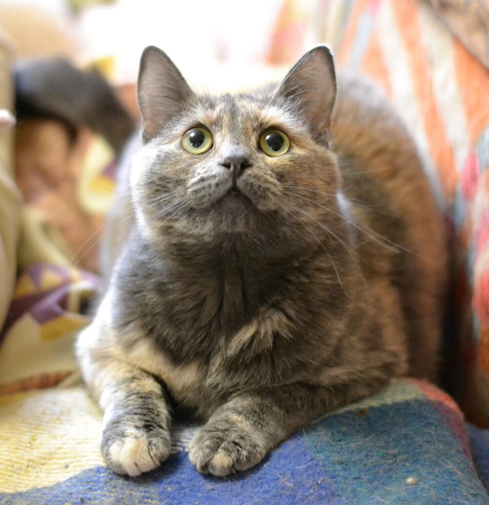 Лола
