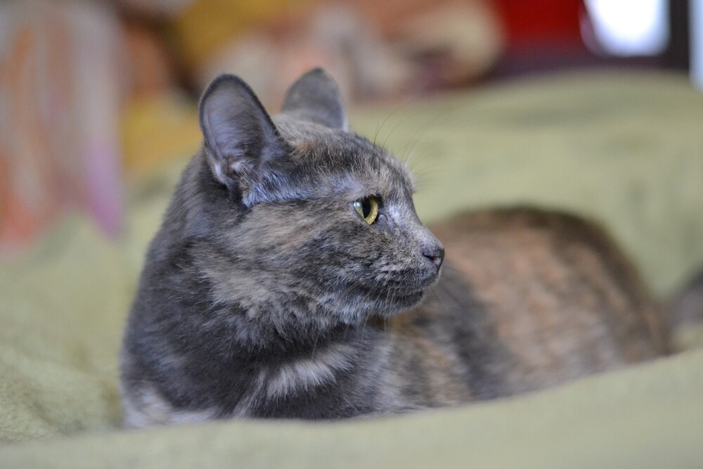 Лола