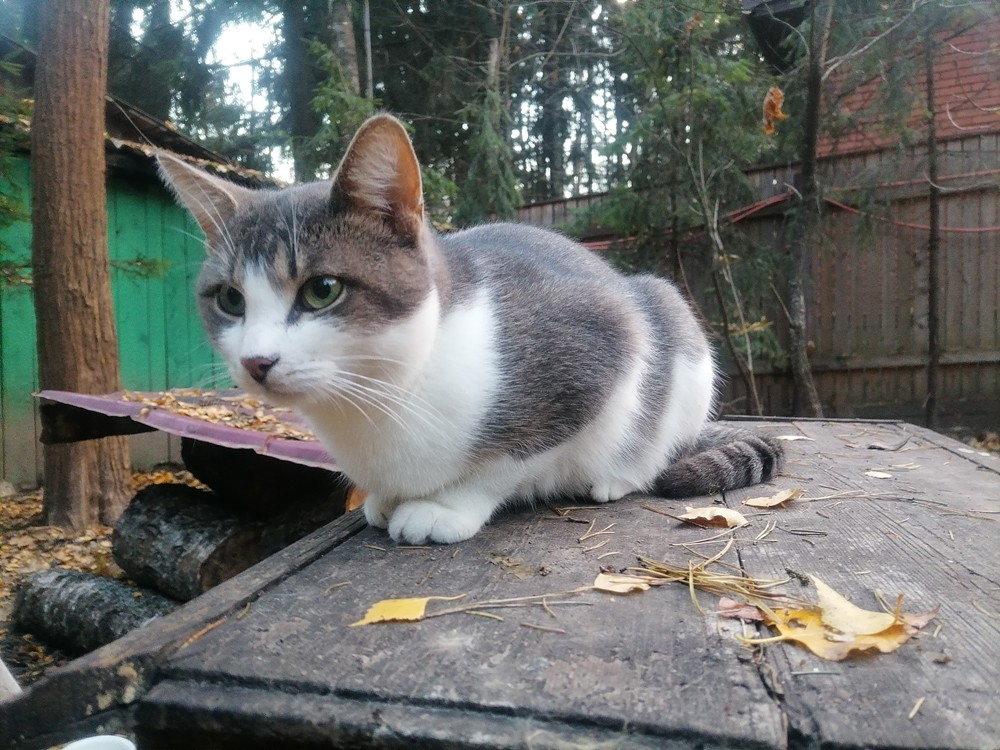 Бурбон