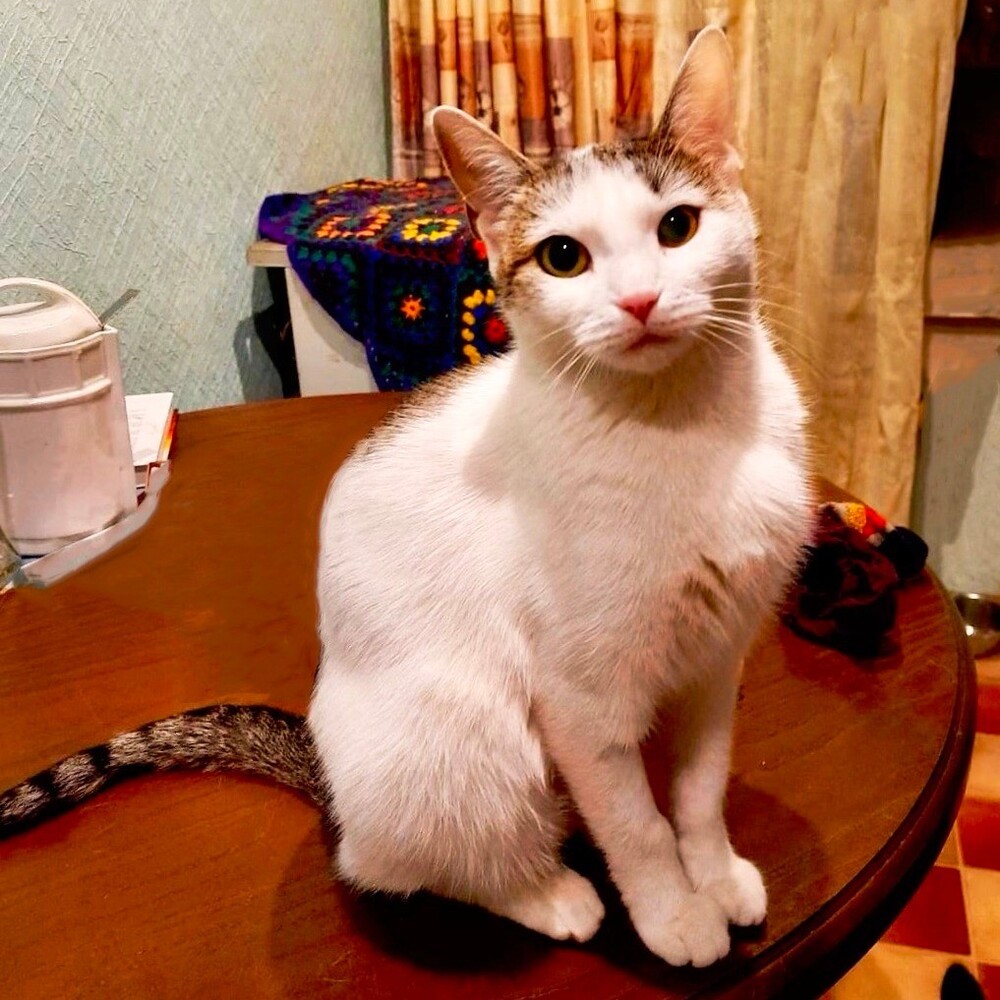 Миуча