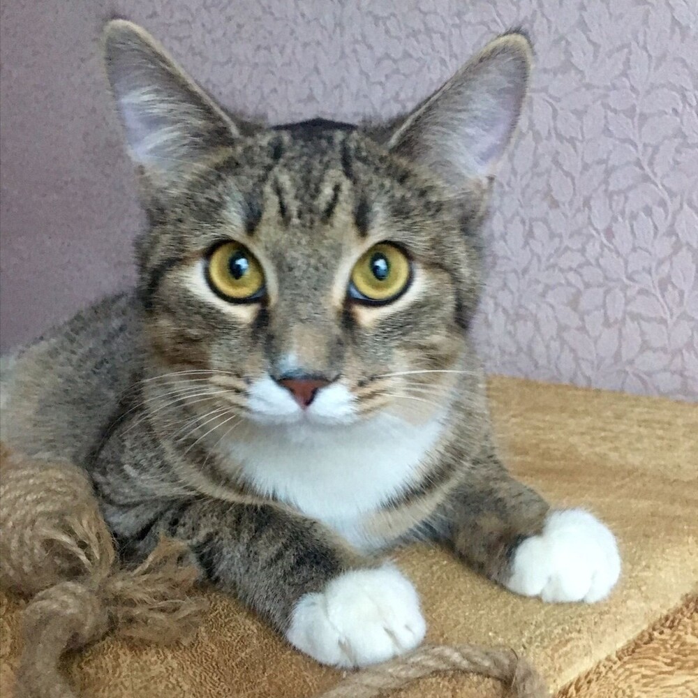 Фунтик