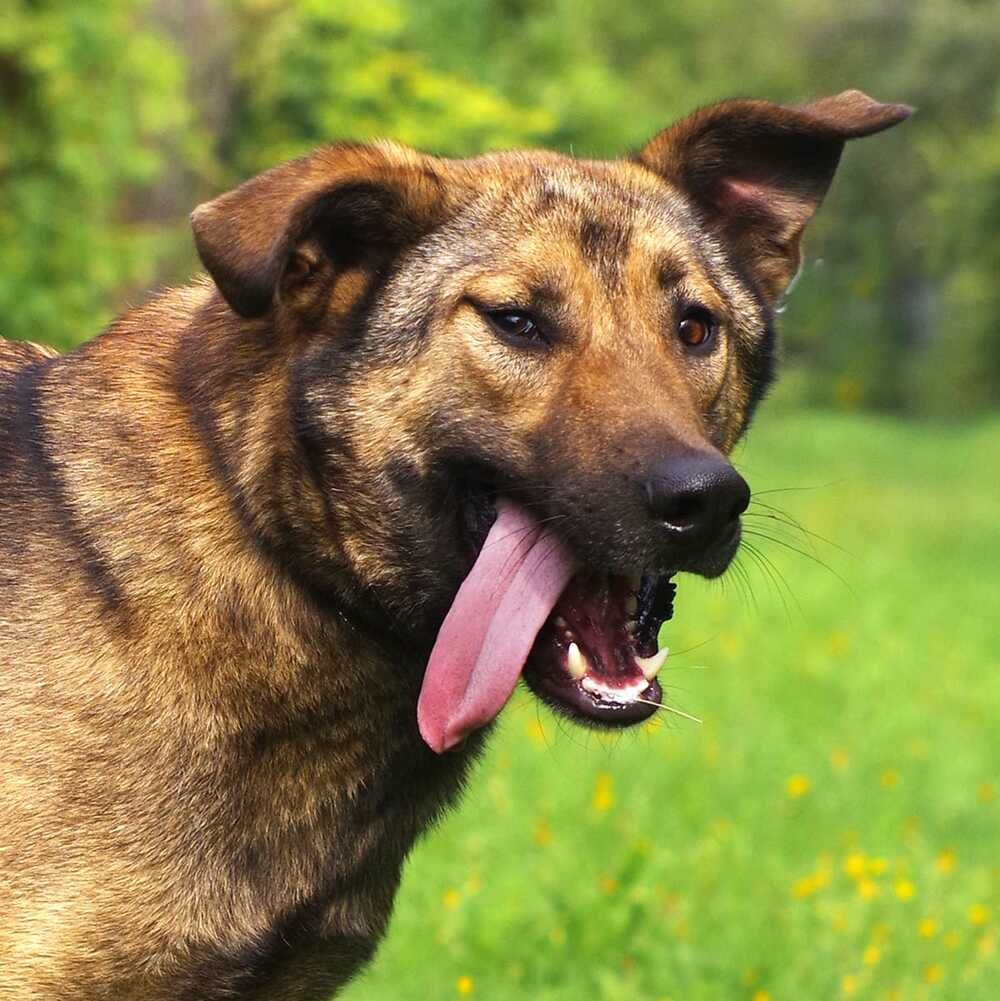 Дэн