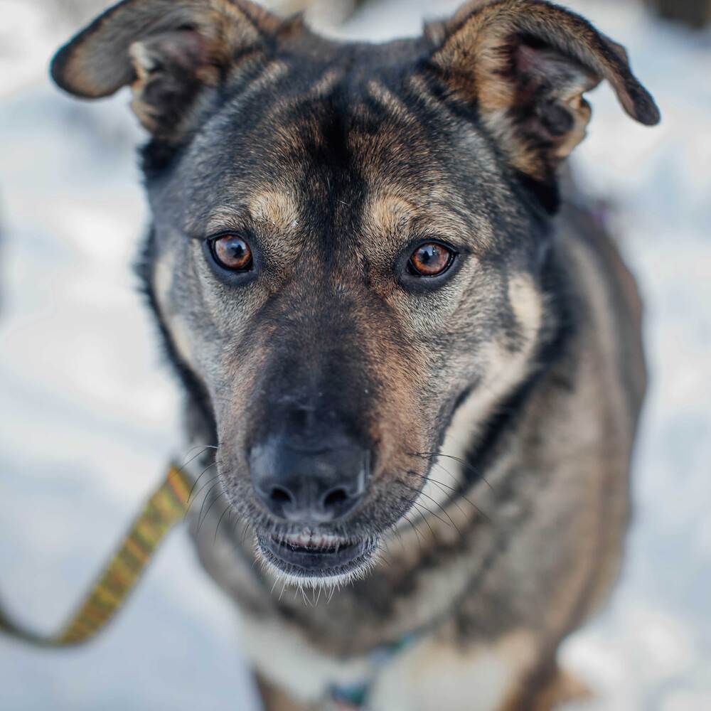 Лиза