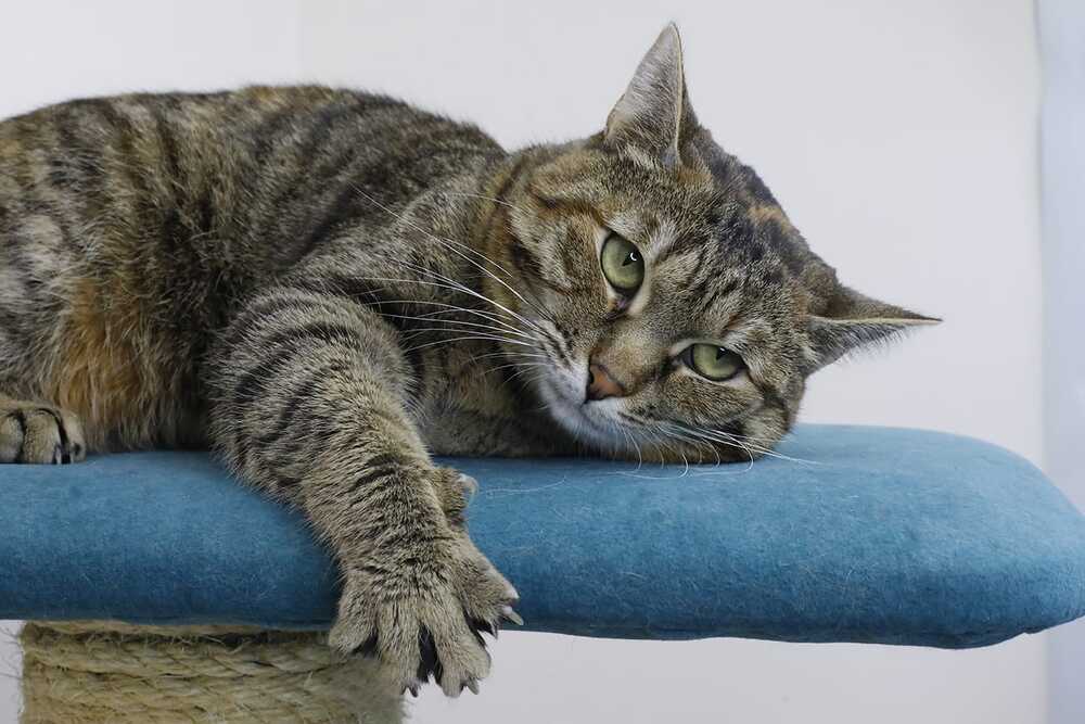 Катя