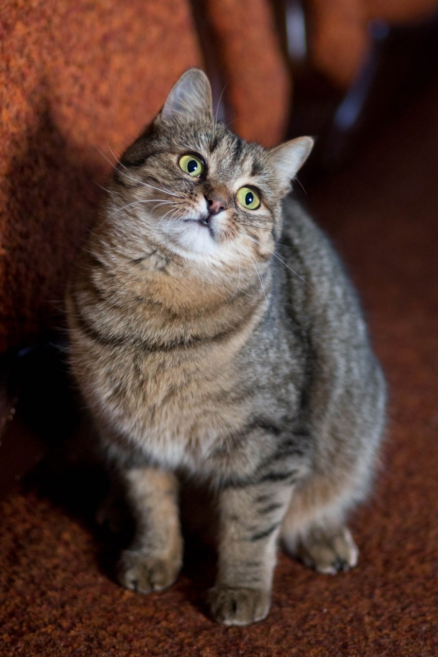 Клёпа