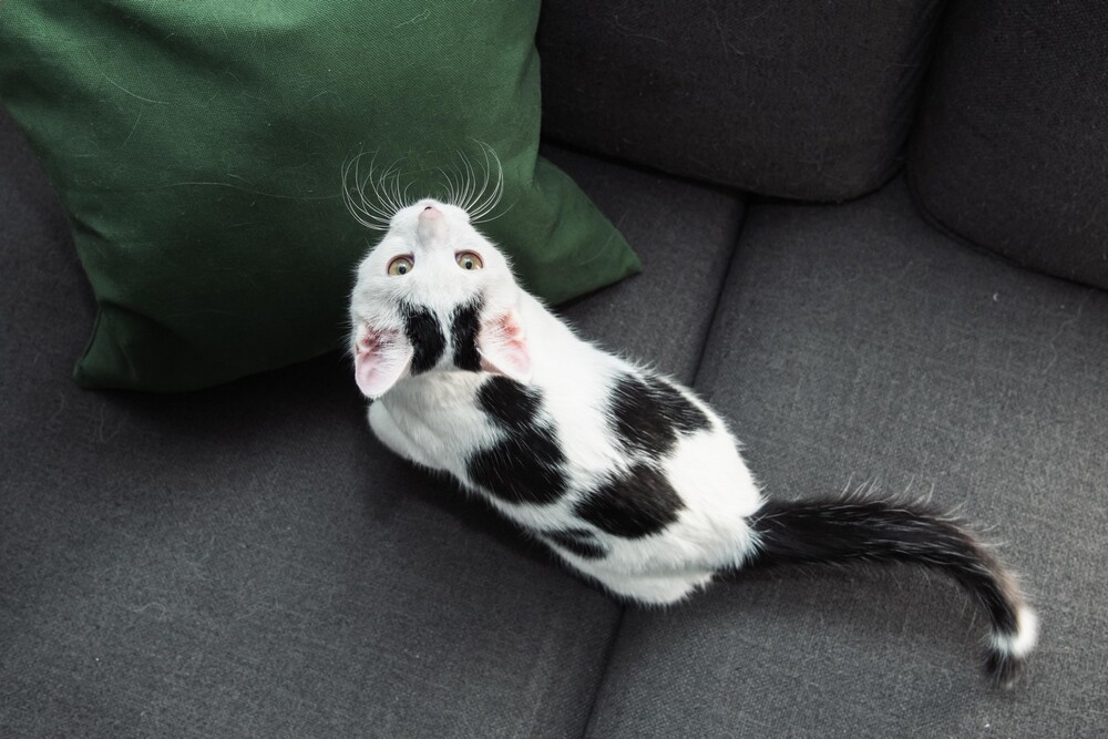 Клякса