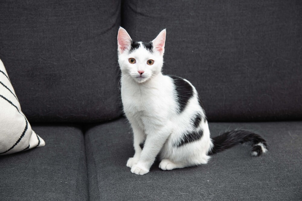 Клякса