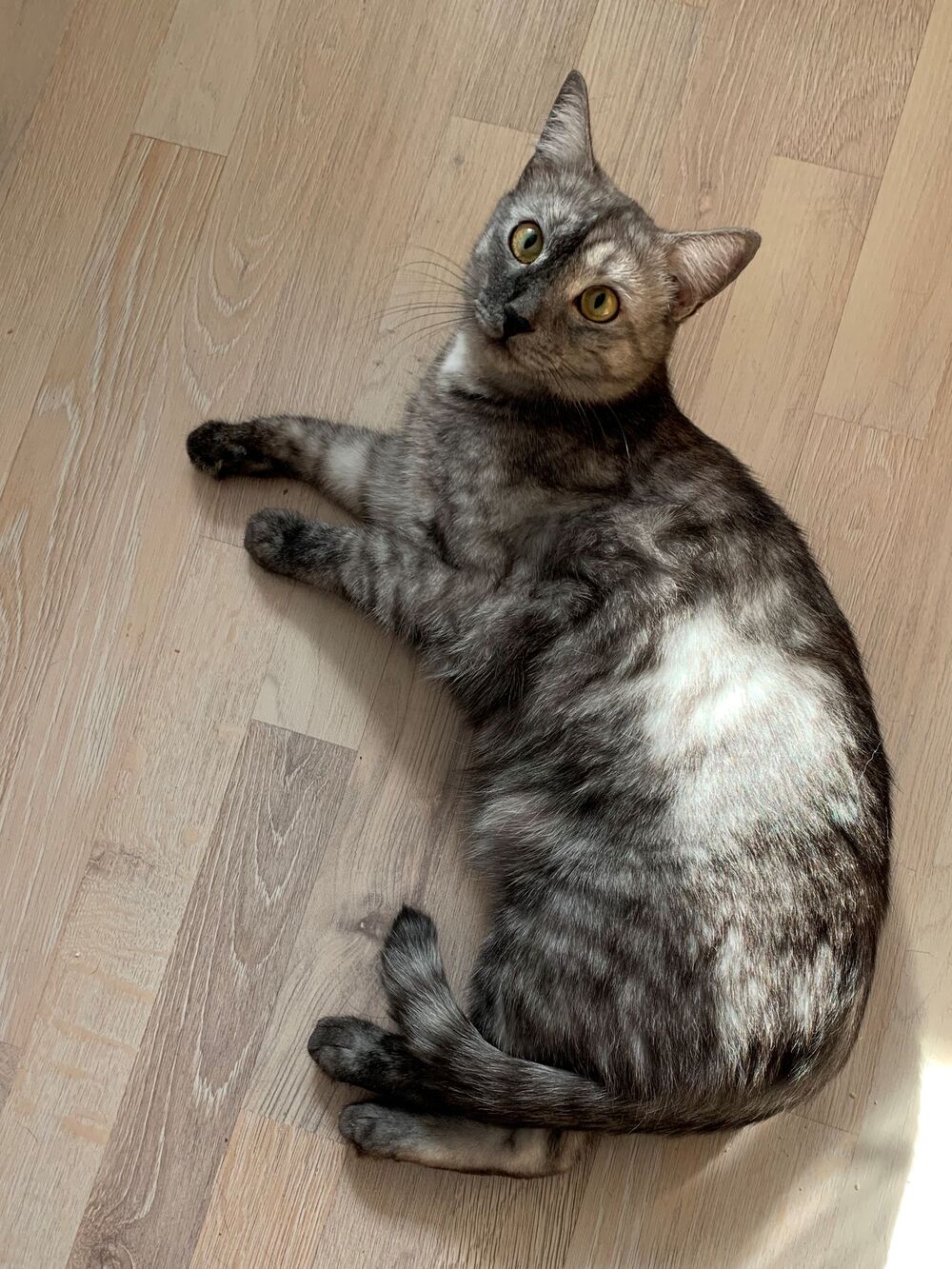 Котя