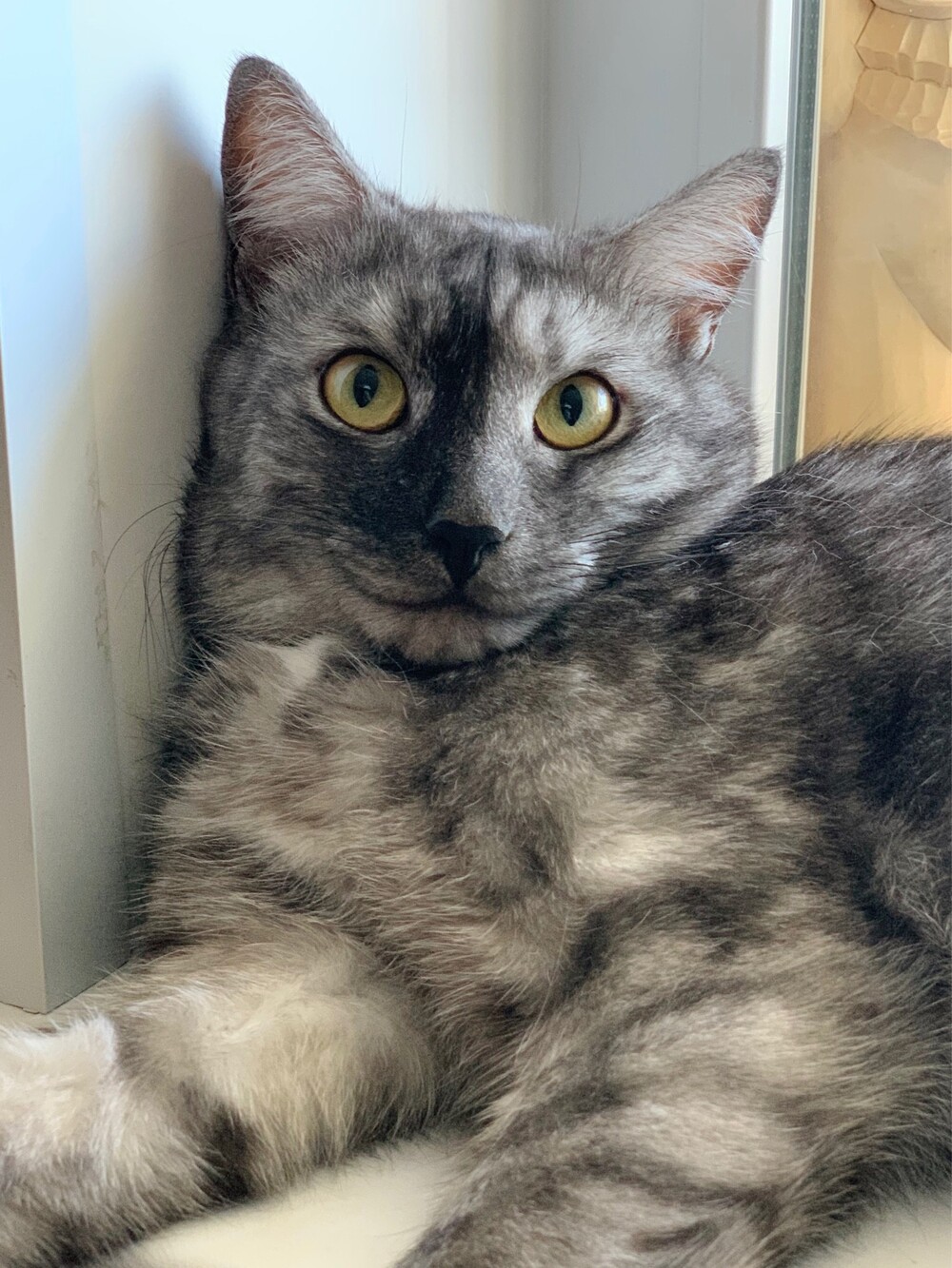 Котя