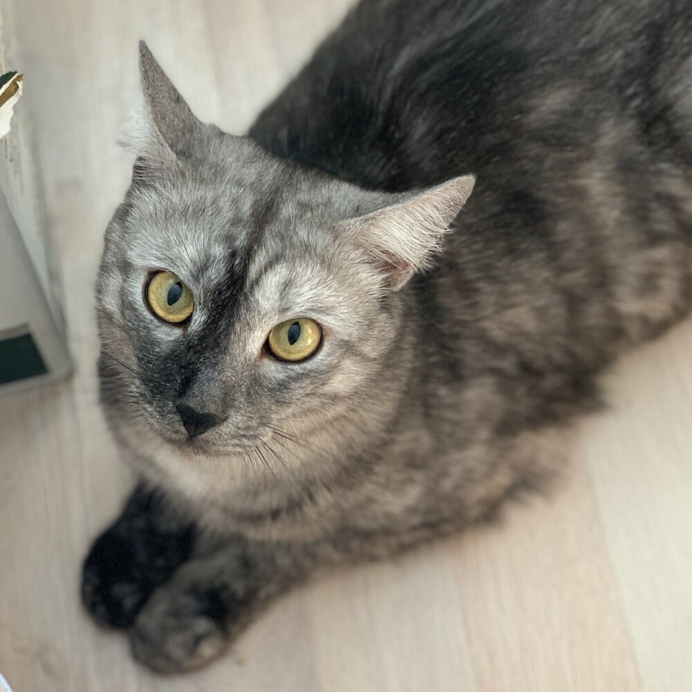 Котя