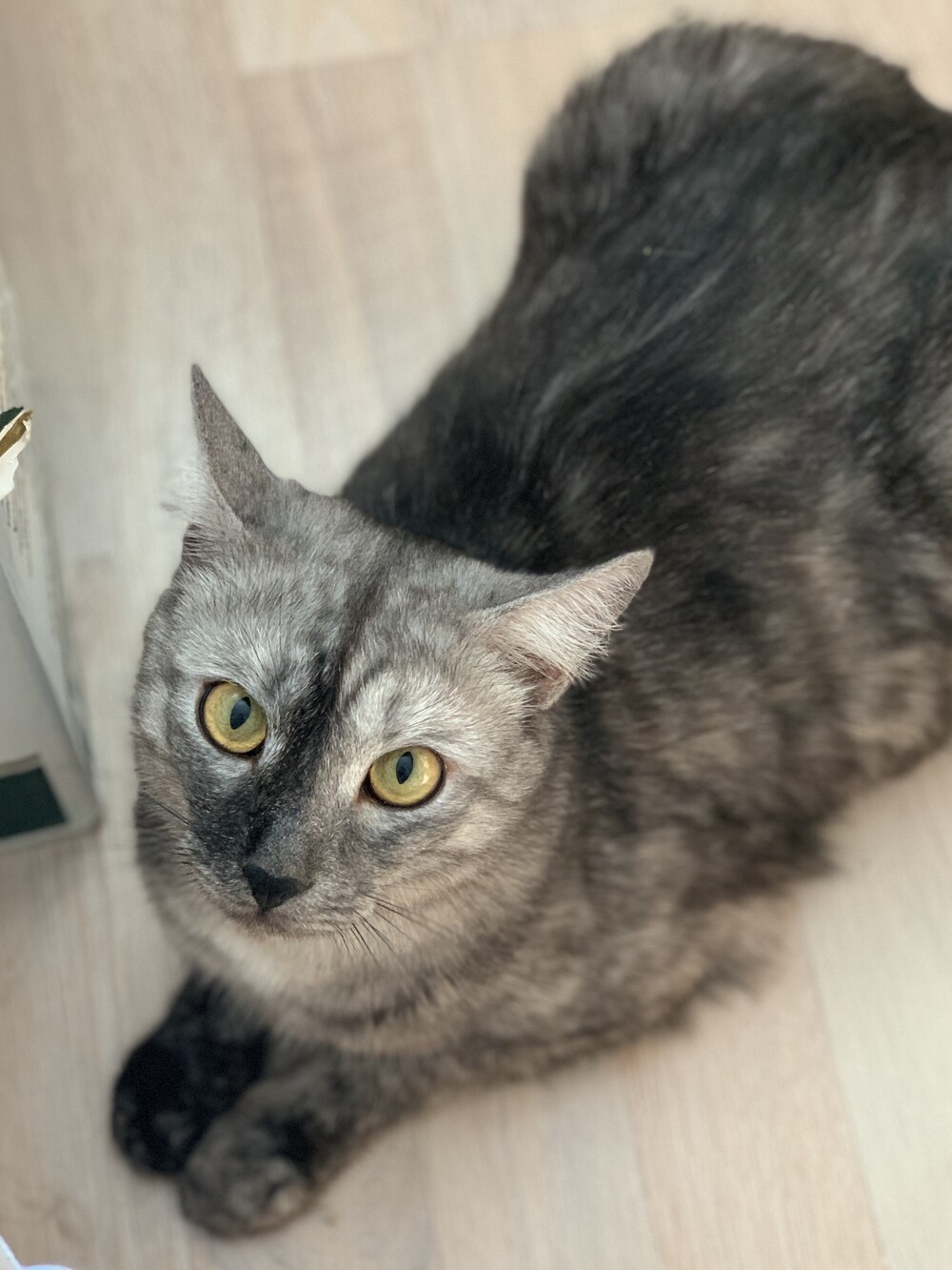 Котя