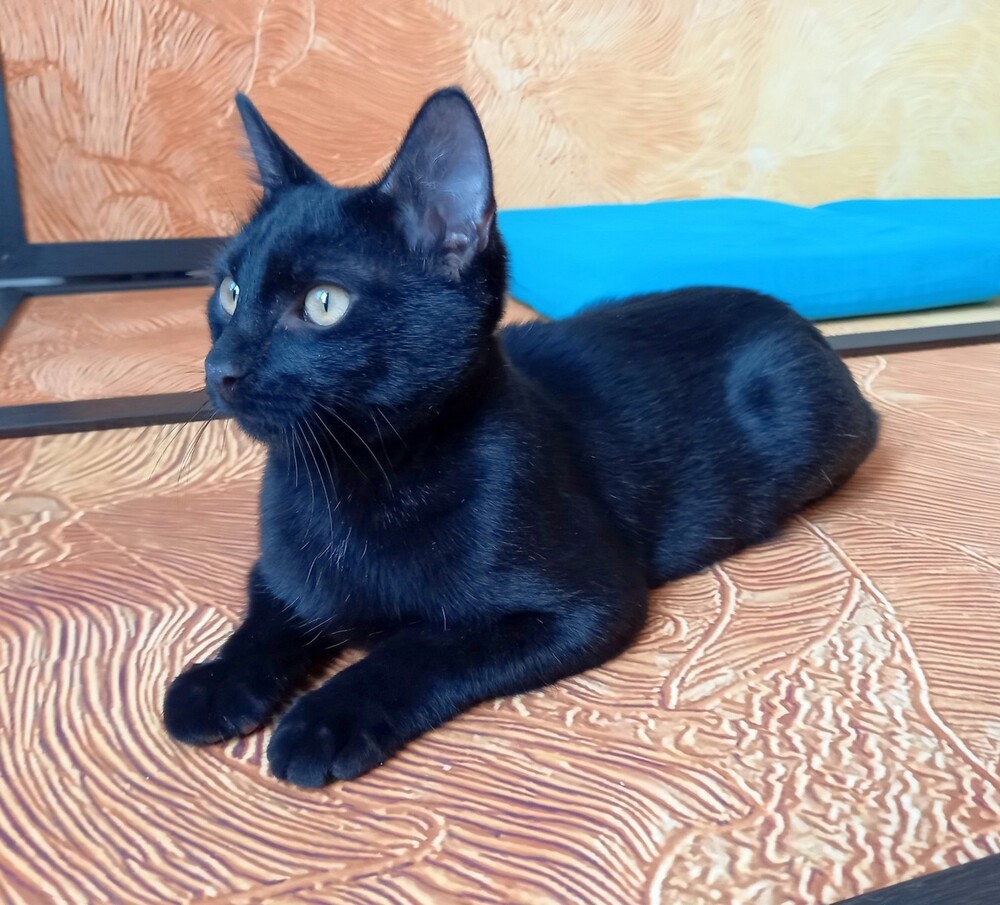 Кузя
