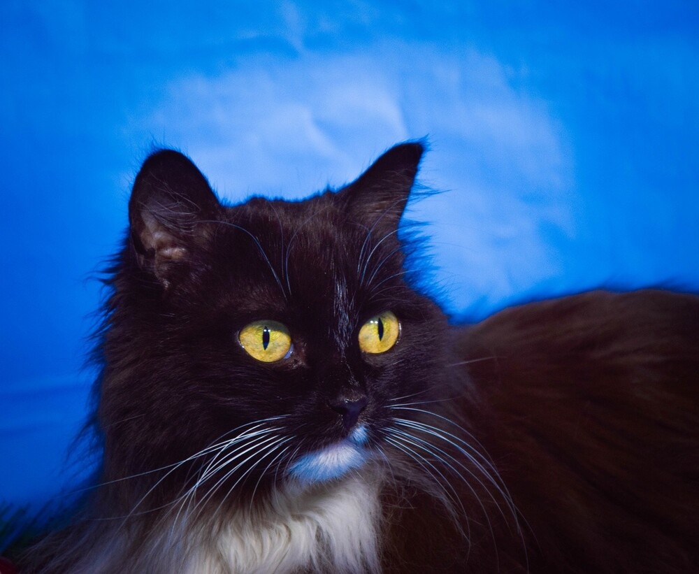Лаяна