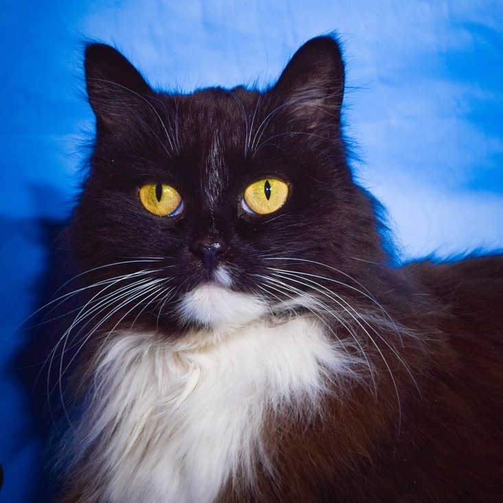 Лаяна
