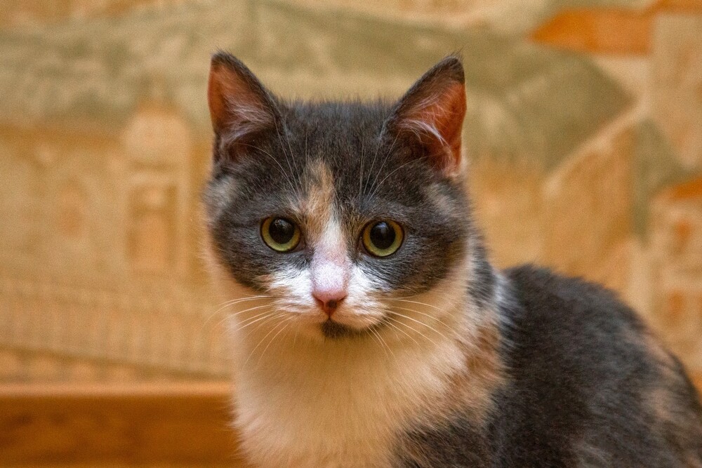 Лилу