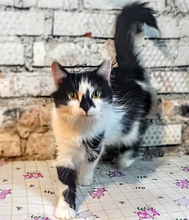 Мина