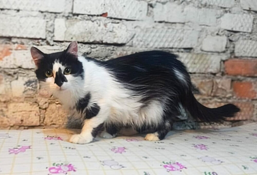 Мина