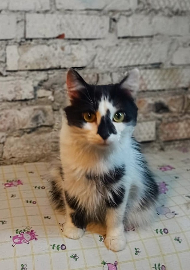 Мина