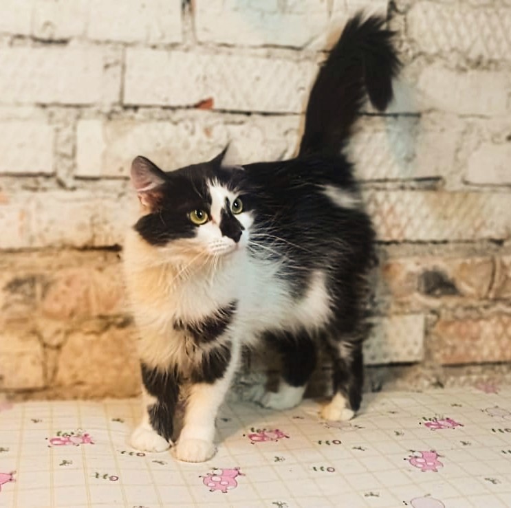 Мина