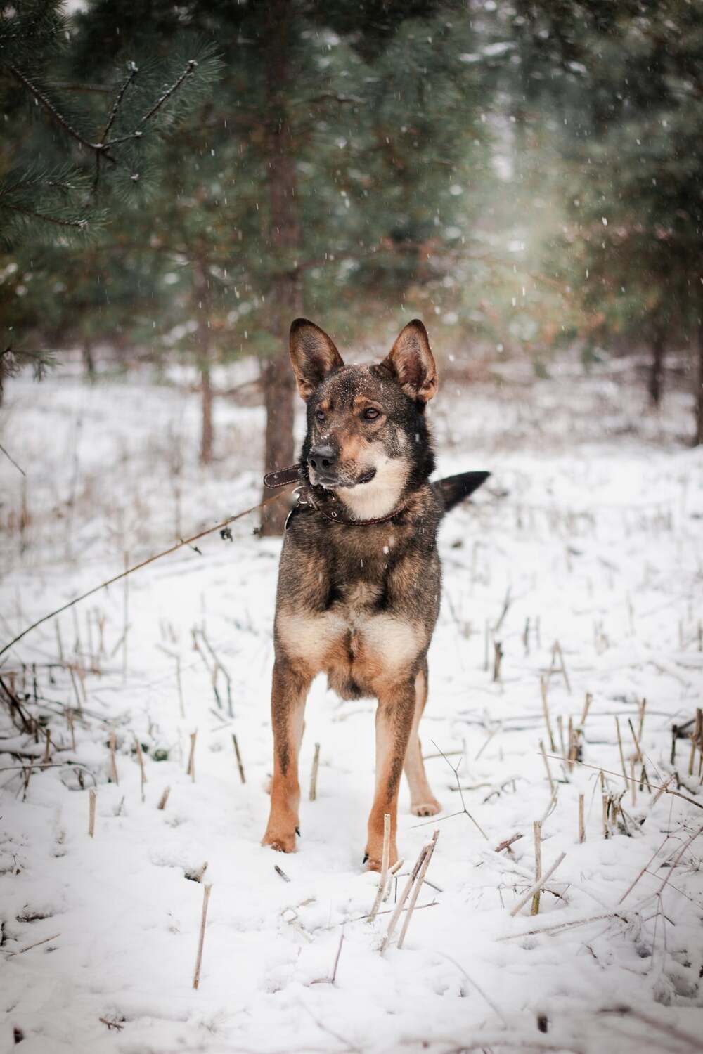 Азор