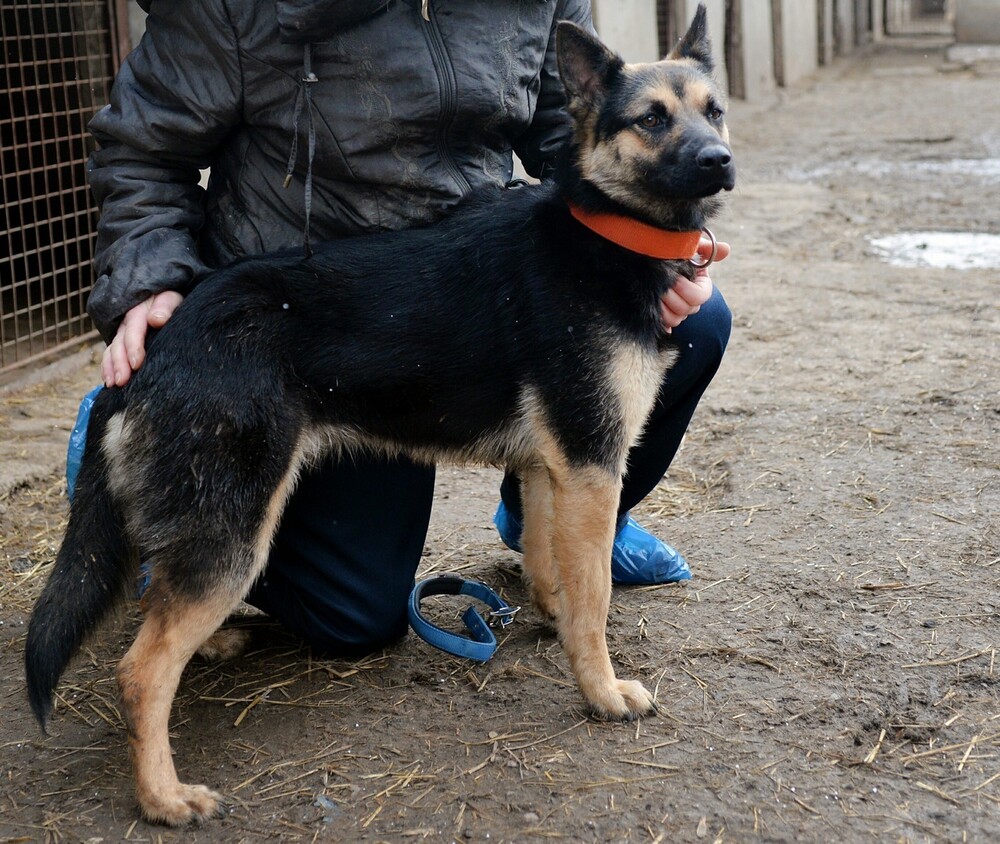 Бетти