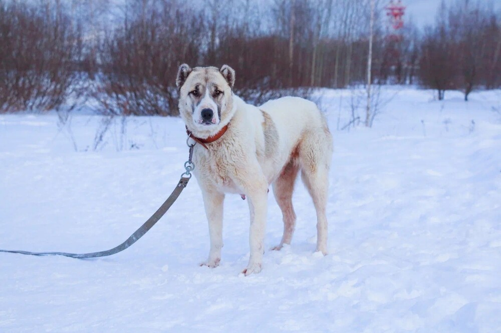 Бумба