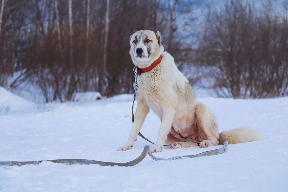 Бумба
