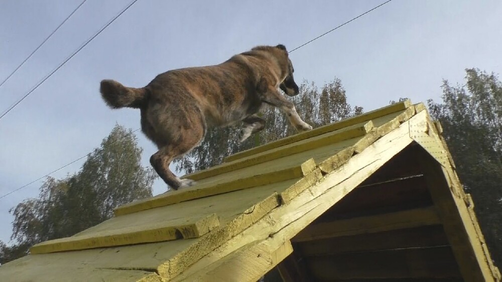 Геля