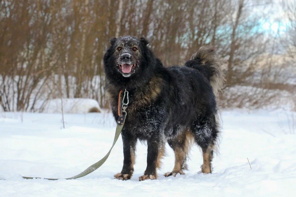 Димар