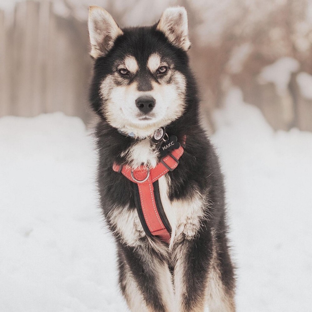 Макс
