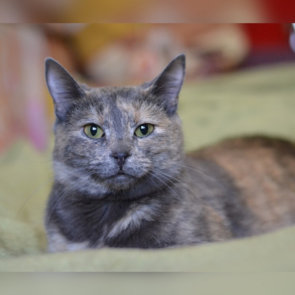 Лола