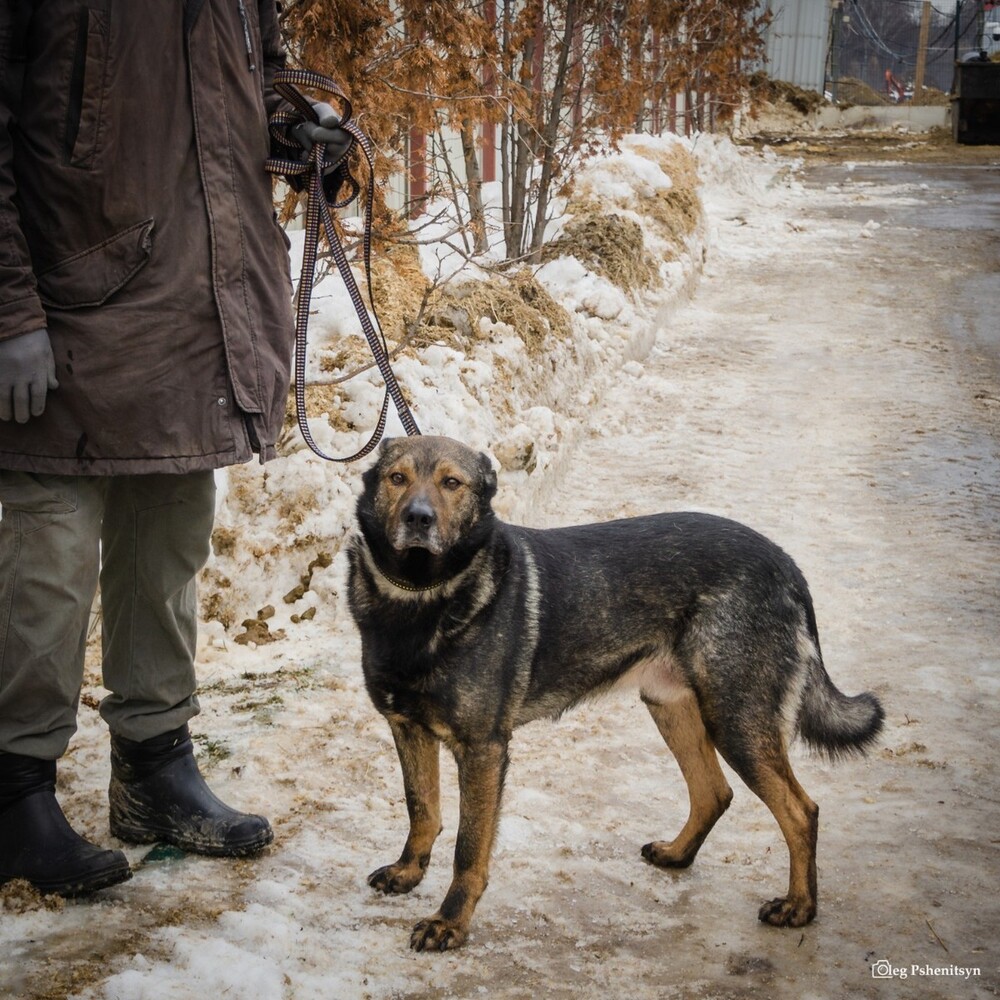 Плутарх