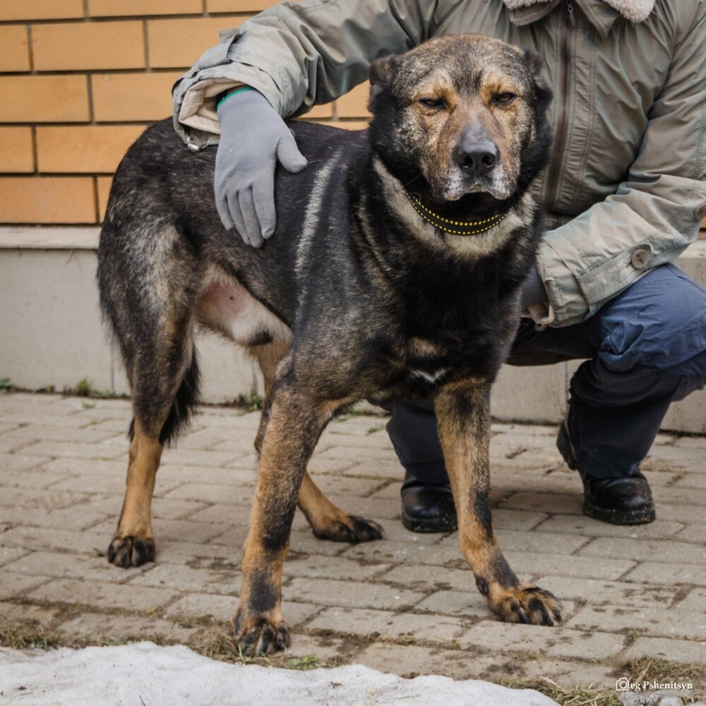 Плутарх