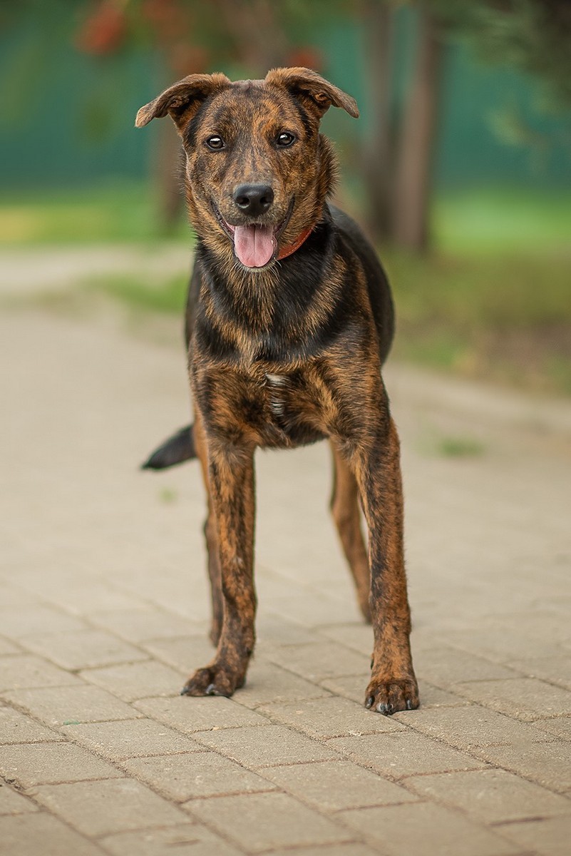 Руна