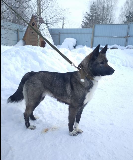 Симба