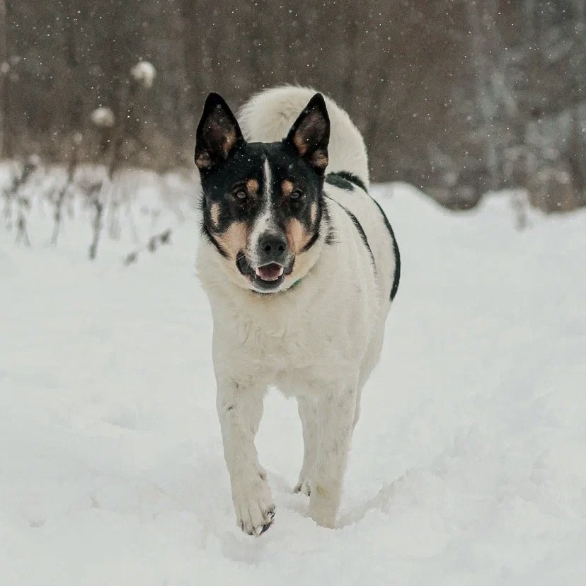 Флойд
