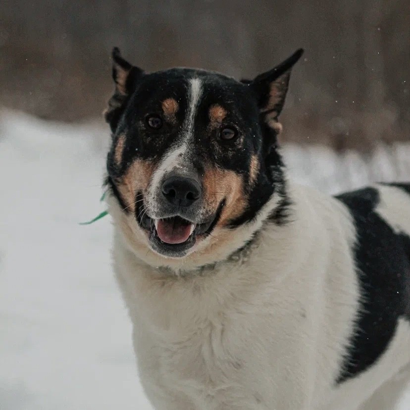 Флойд