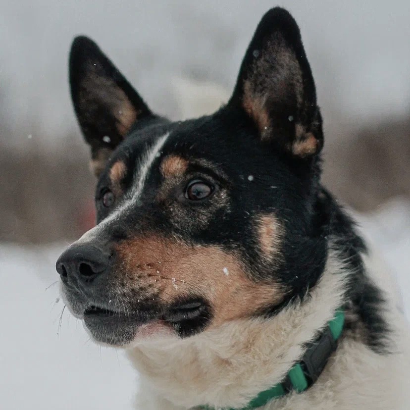 Флойд