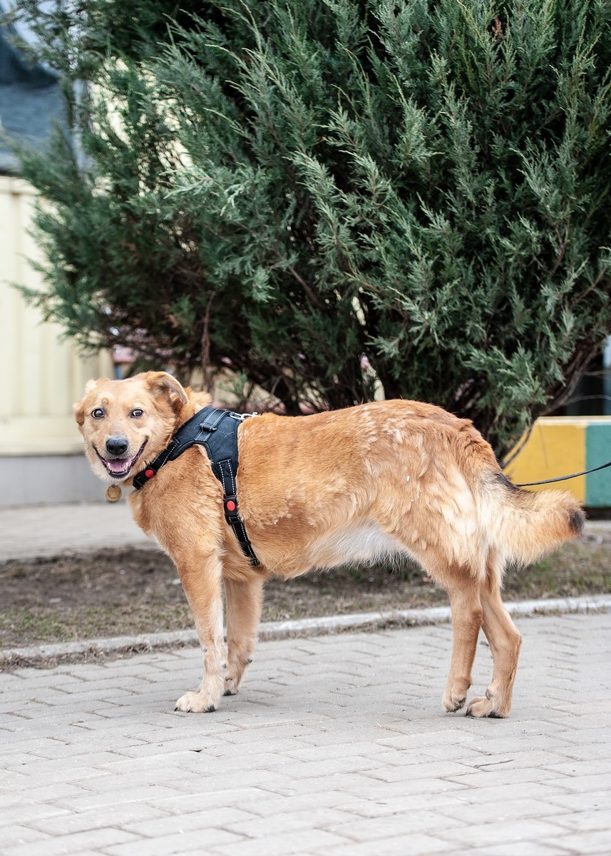 Хромуля
