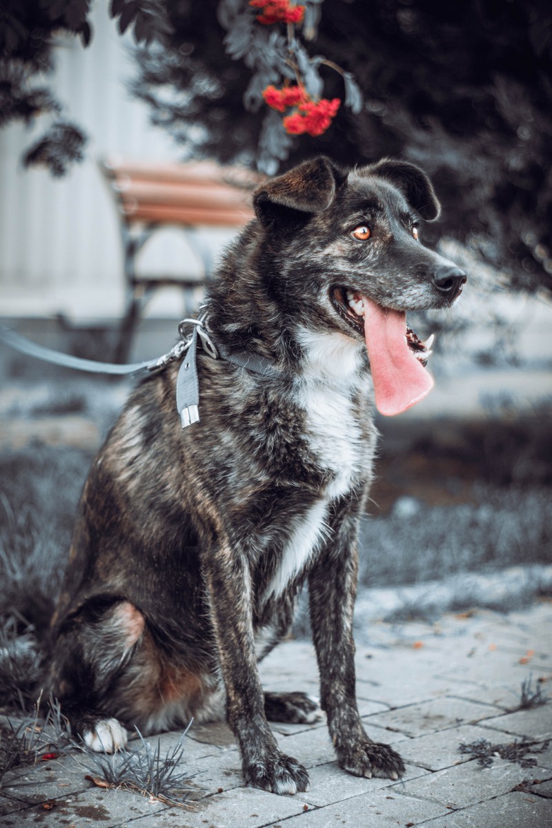 Шарик
