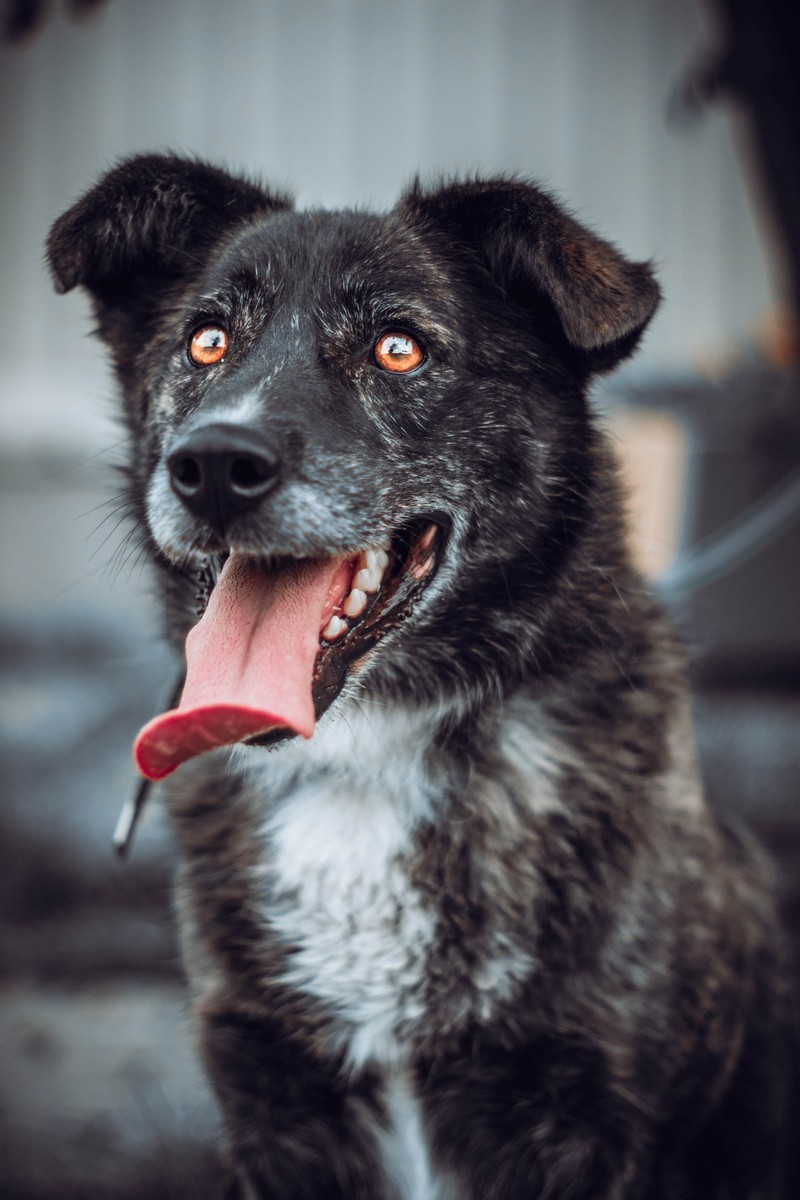 Шарик