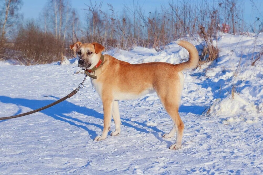 Каролина