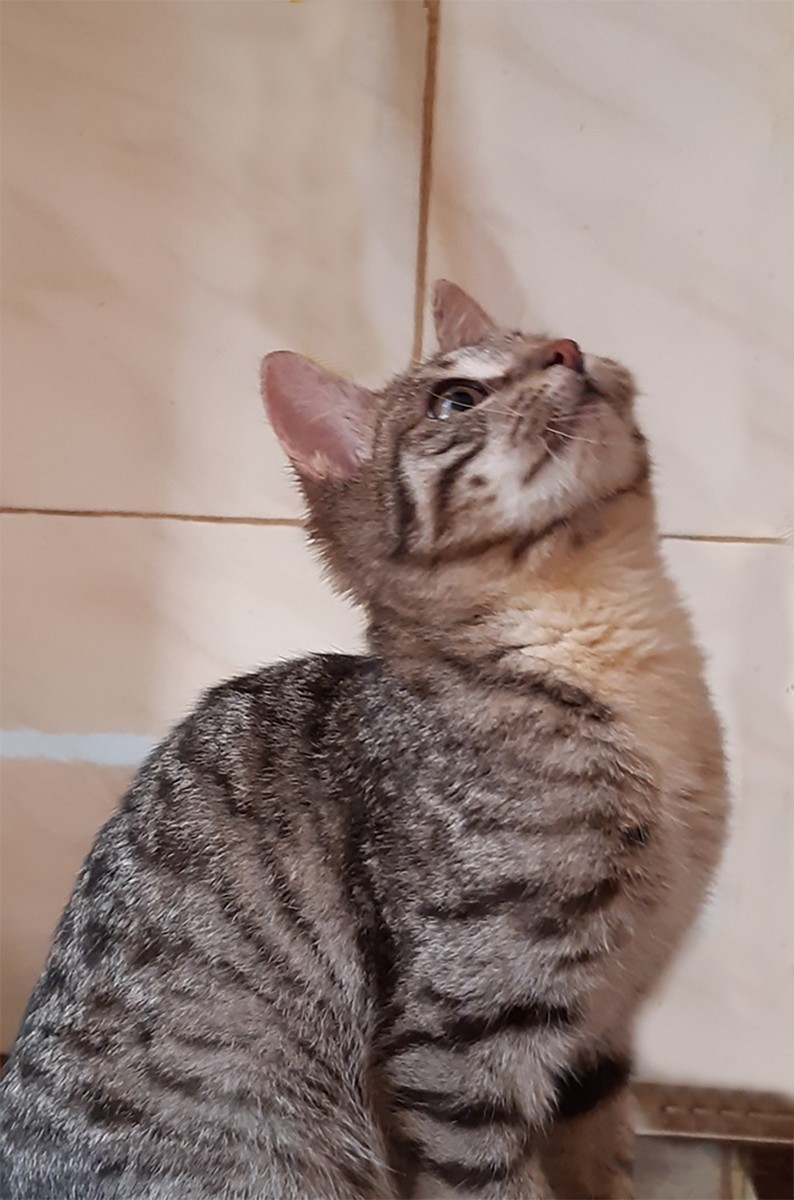 Шафран