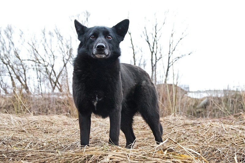 Фунтик