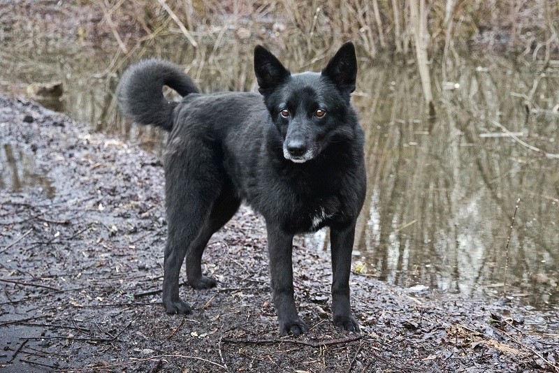 Фунтик